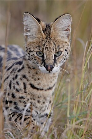 serval - Serval (Felis serval), Masai Mara National Reserve, Kenya, East Africa, Africa Foto de stock - Sin royalties Premium, Código: 6119-08741149