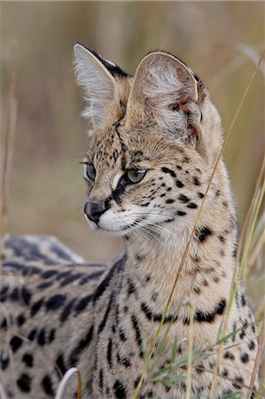 serval - Serval (Felis serval), Masai Mara National Reserve, Kenya, East Africa, Africa Foto de stock - Sin royalties Premium, Código: 6119-08741150