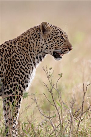 simsearch:841-03517716,k - Leopard (Panthera pardus), Masai Mara National Reserve, Kenya, East Africa, Africa Photographie de stock - Premium Libres de Droits, Code: 6119-08741155