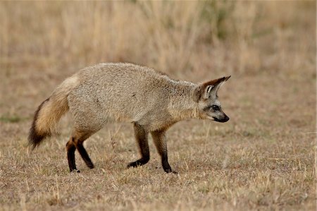 fox to the side - Bat-eared fox (Otocyon megalotis), Masai Mara National Reserve, Kenya, East Africa, Africa Stock Photo - Premium Royalty-Free, Code: 6119-08741159