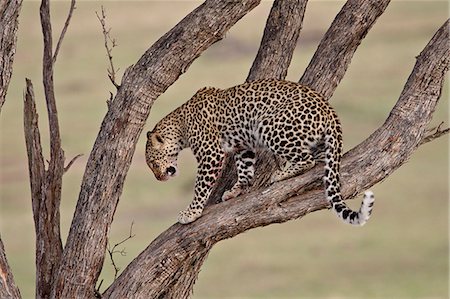 simsearch:841-03517716,k - Leopard (Panthera pardus) in a tree, Masai Mara National Reserve, Kenya, East Africa, Africa Photographie de stock - Premium Libres de Droits, Code: 6119-08741161