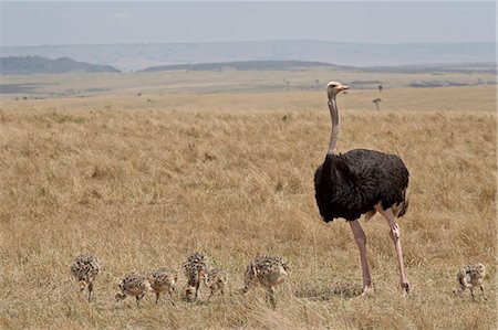 Common ostrich (Struthio camelus) male watching chicks, Masai Mara National Reserve, Kenya, East Africa, Africa Foto de stock - Sin royalties Premium, Código: 6119-08741167