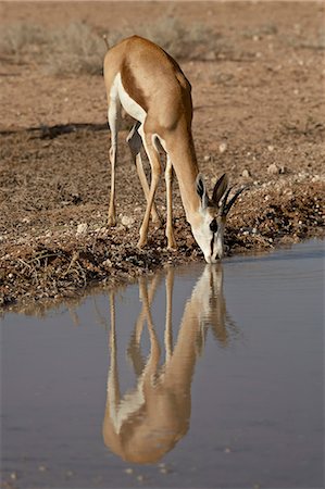 springbok (south africa) - Female springbok (Antidorcas marsupialis) drinking, Kgalagadi Transfrontier Park, South Africa Foto de stock - Sin royalties Premium, Código: 6119-08741177