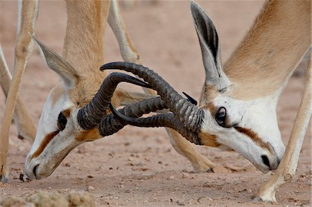 springbok - Two male springbok (Antidorcas marsupialis) sparring, Kgalagadi Transfrontier Park, South Africa Stock Photo - Premium Royalty-Free, Code: 6119-08741178