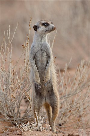 standing on hind legs - Meerkat (suricate) (Suricata suricatta) standing on its hind legs, Kgalagadi Transfrontier Park, South Africa Photographie de stock - Premium Libres de Droits, Code: 6119-08741179