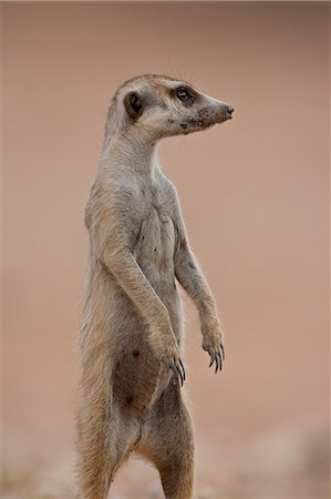 standing on hind legs - Meerkat (suricate) (Suricata suricatta) standing on its hind legs, Kgalagadi Transfrontier Park, South Africa Photographie de stock - Premium Libres de Droits, Code: 6119-08741180