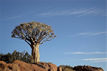 springbok (south africa) - Quiver tree (kokerboom) (Aloe dichotoma), Springbok, South Africa, Africa Foto de stock - Sin royalties Premium, Código: 6119-08741189