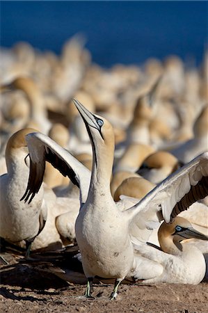 Cape gannet (Morus capensis) displaying at the edge of colony, Bird Island, Lambert's Bay, South Africa, Africa Photographie de stock - Premium Libres de Droits, Code: 6119-08741193