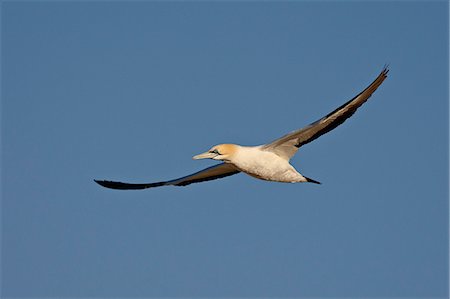 Cape gannet (Morus capensis) in flight, Lambert's Bay, South Africa, Africa Stock Photo - Premium Royalty-Free, Code: 6119-08741190