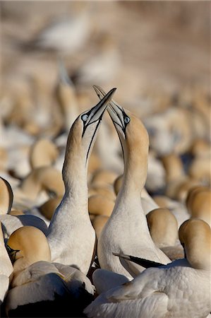 Cape gannet (Morus capensis) pair necking, Bird Island, Lambert's Bay, South Africa, Africa Photographie de stock - Premium Libres de Droits, Code: 6119-08741192
