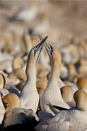 Cape gannet (Morus capensis) pair necking, Bird Island, Lambert's Bay, South Africa, Africa Stockbilder - Premium RF Lizenzfrei, Bildnummer: 6119-08741192