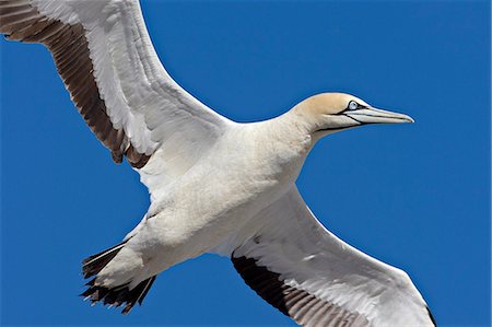 Cape gannet (Morus capensis) in flight, Bird Island, Lambert's Bay, South Africa, Africa Stockbilder - Premium RF Lizenzfrei, Bildnummer: 6119-08741194