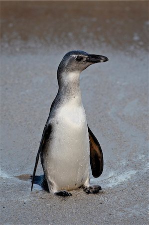 Immature African penguin (Spheniscus demersus), Simon's Town, South Africa, Africa Photographie de stock - Premium Libres de Droits, Code: 6119-08741198