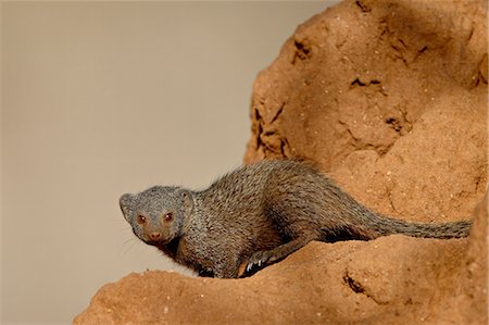 simsearch:649-09016820,k - Dwarf mongoose (Helogale parvula), Samburu National Reserve, Kenya, East Africa, Africa Foto de stock - Royalty Free Premium, Número: 6119-08741106