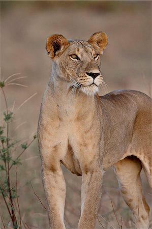 simsearch:841-03506028,k - Lioness (Panthera leo), Samburu National Reserve, Kenya, East Africa, Africa Stock Photo - Premium Royalty-Free, Code: 6119-08741108