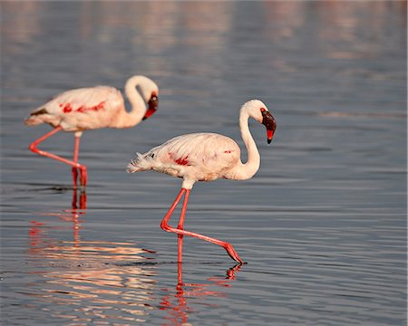 parque nacional lake nakuru - Two lesser flamingo (Phoeniconaias minor), Lake Nakuru National Park, Kenya, East Africa, Africa Foto de stock - Sin royalties Premium, Código: 6119-08741113