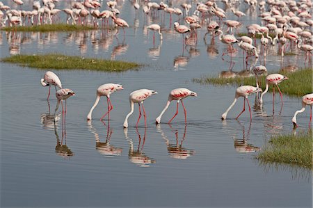 Lesser flamingos (Phoeniconaias minor) feeding in Lake Nakuru, Lake Nakuru National Park, Kenya, East Africa, Africa Photographie de stock - Premium Libres de Droits, Code: 6119-08741115