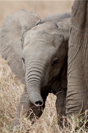 simsearch:6119-08741135,k - Baby African Elephant (Loxodonta africana), Masai Mara National Reserve, Kenya, East Africa, Africa Foto de stock - Sin royalties Premium, Código: 6119-08741138