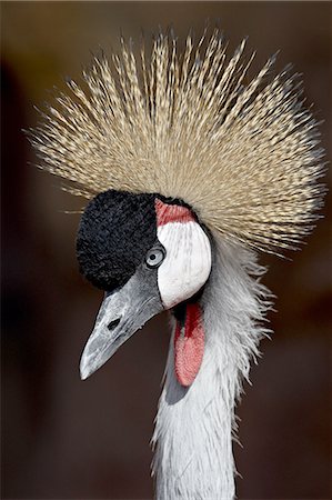 Grey Crowned Crane (Southern Crowned Cran) (Balearica regulorum) in captivity, Denver Zoo, Denver, Colorado, United States of America, North America Stock Photo - Premium Royalty-Free, Code: 6119-08741247