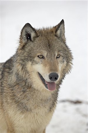 simsearch:6119-08268902,k - Gray Wolf (Canis lupus) in snow in captivity, near Bozeman, Montana, United States of America, North America Photographie de stock - Premium Libres de Droits, Code: 6119-08741258