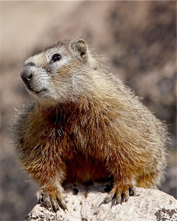 Yellowbelly marmot (Yellow-bellied marmot) (Marmota flaviventris), Shoshone National Forest, Wyoming, United States of America, North America Foto de stock - Sin royalties Premium, Código: 6119-08741268