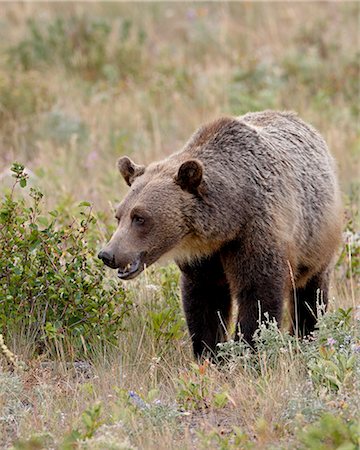 Grizzly bear (Ursus arctos horribilis), Glacier National Park, Montana, United States of America, North America Stock Photo - Premium Royalty-Free, Code: 6119-08741275