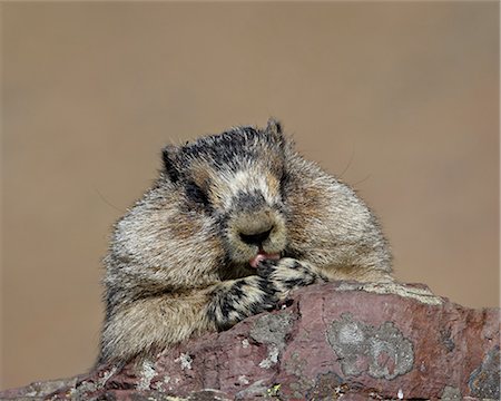 Hoary marmot (Marmota caligata), Glacier National Park, Montana, United States of America, North America Photographie de stock - Premium Libres de Droits, Code: 6119-08741293