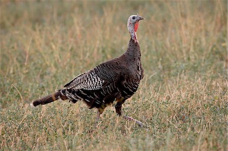 Wild turkey (Meleagris gallopavo) hen, Stillwater County, Montana, United States of America, North America Stock Photo - Premium Royalty-Free, Code: 6119-08741299
