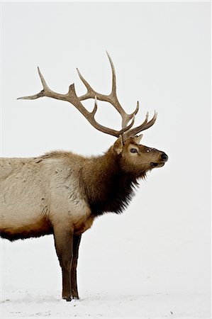 Bull Elk (Cervus canadensis) in snow, Yellowstone National Park, Wyoming, United States of America, North America Stock Photo - Premium Royalty-Free, Code: 6119-08741204