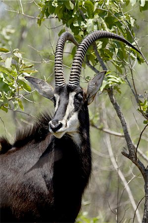 Sable Antelope (Hippotragus niger), Kruger National Park, South Africa, Africa Foto de stock - Sin royalties Premium, Código: 6119-08741212