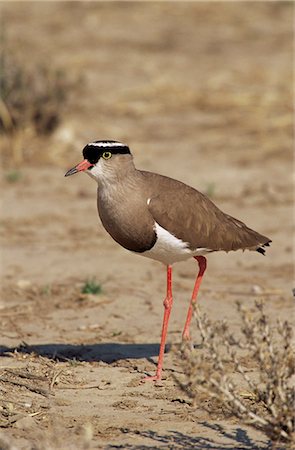 pluvier - Crowned plover (Vanellus coronatus), Kgalagadi Transfrontier Park, South Africa, Africa Photographie de stock - Premium Libres de Droits, Code: 6119-08741342