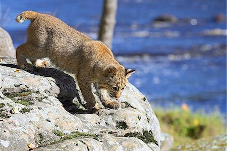 Young bobcat (Lynx rufus) in captivity, Minnesota Wildlife Connection, Sandstone, Minnesota, United States of America, North America Foto de stock - Sin royalties Premium, Código: 6119-08741376