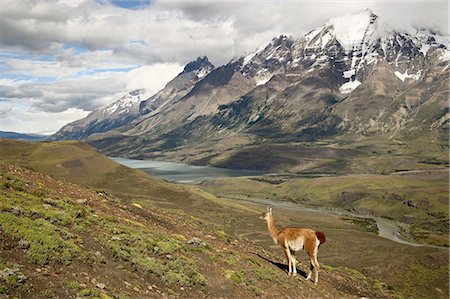 Guanaco (Lama guanicoe) with mountains and Lago Nordenskjsld in the background, Torres del Paine National Park, Patagonia, Chile, South America Photographie de stock - Premium Libres de Droits, Code: 6119-08741384