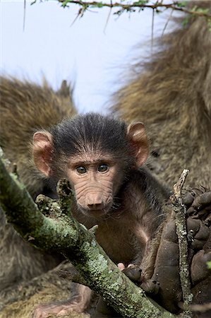 Infant olive baboon (Papio cynocephalus anubis) sitting in its mother's lap and looking at the camera, Serengeti National Park, Tanzania, East Africa, Africa Stock Photo - Premium Royalty-Free, Code: 6119-08741386