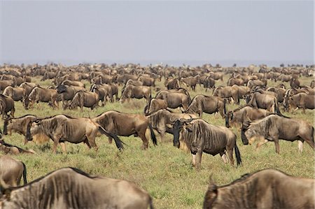 simsearch:851-02963318,k - Herd of blue wildebeest (brindled gnu) (Connochaetes taurinus), Serengeti National Park, Tanzania, East Africa, Africa Foto de stock - Sin royalties Premium, Código: 6119-08741388