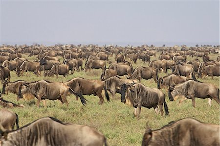 simsearch:851-02963318,k - Herd of blue wildebeest (brindled gnu) (Connochaetes taurinus), Serengeti National Park, Tanzania, East Africa, Africa Photographie de stock - Premium Libres de Droits, Code: 6119-08741388