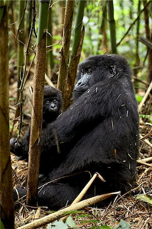 Mountain gorilla mother holding infant facing her, Sabynyo group, Volcanoes National Park, Rwanda, Africa Foto de stock - Sin royalties Premium, Código: 6119-08741389