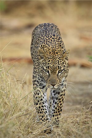 simsearch:614-08990172,k - Leopard (Panthera pardus) walking straight towards the camera, Samburu National Reserve, Kenya, East Africa, Africa Photographie de stock - Premium Libres de Droits, Code: 6119-08741391