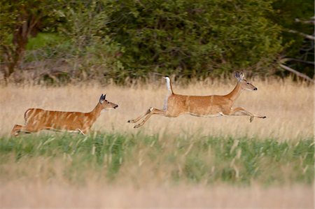 Two whitetail deer (Odocoileus virginianus) doe running, Stillwater County, Montana, United States of America, North America Foto de stock - Royalty Free Premium, Número: 6119-08741300