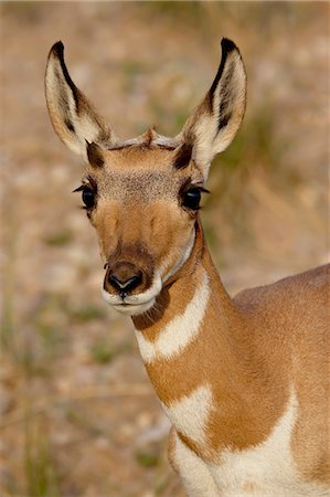 simsearch:6119-08268902,k - Young pronghorn (Antilocapra americana), Custer State Park, South Dakota, United States of America, North America Photographie de stock - Premium Libres de Droits, Code: 6119-08741308