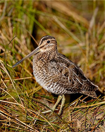 simsearch:841-03869070,k - Common snipe (Gallinago gallinago), Arapaho National Wildlife Refuge, Colorado, United States of America, North America Photographie de stock - Premium Libres de Droits, Code: 6119-08741314