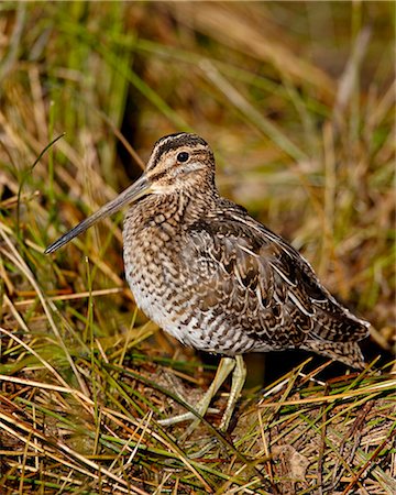 simsearch:6119-08269111,k - Common snipe (Gallinago gallinago), Arapaho National Wildlife Refuge, Colorado, United States of America, North America Photographie de stock - Premium Libres de Droits, Code: 6119-08741314