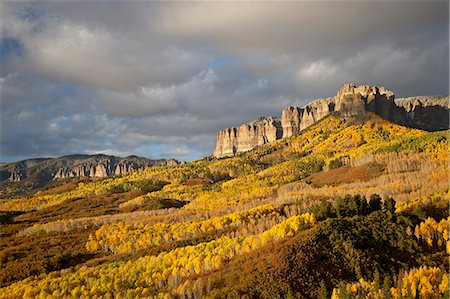 Yellow aspens, Uncompahgre National Forest, Colorado, United States of America, North America Foto de stock - Sin royalties Premium, Código: 6119-08741329