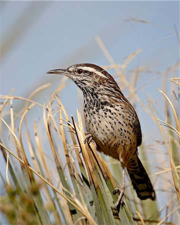 simsearch:841-03869070,k - Cactus wren (Campylorhynchus brunneicapillus), Rockhound State Park, New Mexico, United States of America, North America Photographie de stock - Premium Libres de Droits, Code: 6119-08741330