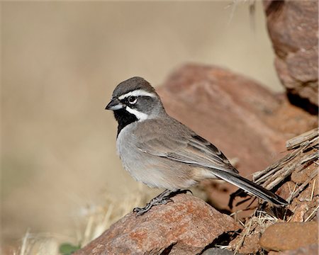 Black-throated sparrow (Amphispiza bilineata), Rockhound State Park, New Mexico, United States of America, North America Stock Photo - Premium Royalty-Free, Code: 6119-08741331