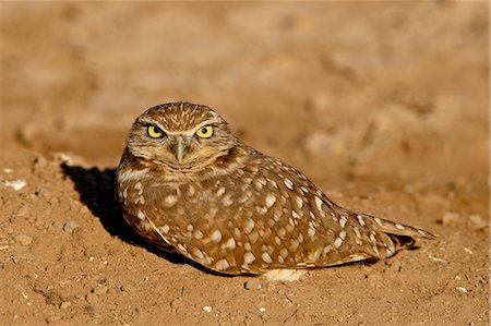 Burrowing owl (Athene cunicularia), Salton Sea, California, United States of America, North America Stock Photo - Premium Royalty-Free, Code: 6119-08741335