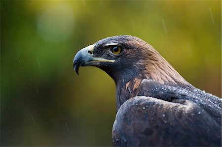 Golden eagle (Aquila chrysaetos) in the rain, in captivity, Boulder County, Colorado, United States of America, North America Stock Photo - Premium Royalty-Free, Code: 6119-08741336