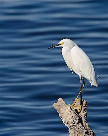 simsearch:6119-08741334,k - Snowy egret (Egretta thula), Sonny Bono Salton Sea National Wildlife Refuge, California, United States of America, North America Stock Photo - Premium Royalty-Free, Code: 6119-08741338