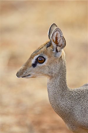 Male Gunther's dik dik (Rinchotragus guntheri), Samburu National Reserve, Kenya, East Africa, Africa Photographie de stock - Premium Libres de Droits, Code: 6119-08741443