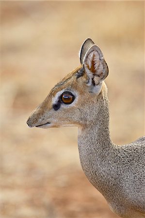 simsearch:6119-08741126,k - Male Gunther's dik dik (Rinchotragus guntheri), Samburu National Reserve, Kenya, East Africa, Africa Foto de stock - Sin royalties Premium, Código: 6119-08741443